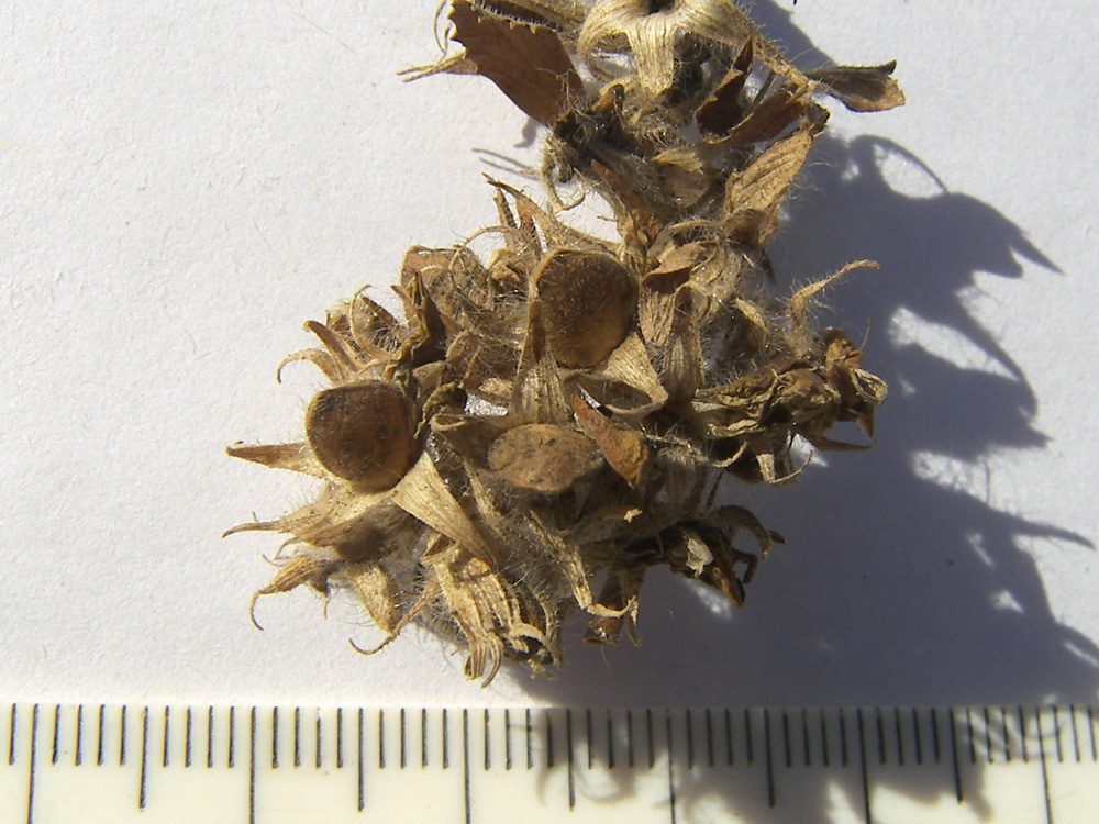 Image of Ononis arvensis specimen.