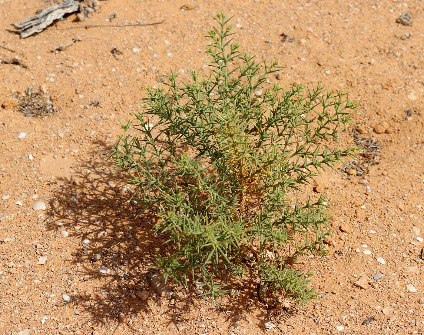 Image of Fagonia arabica specimen.