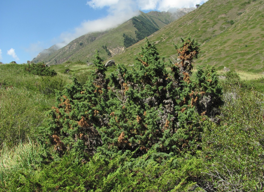 Image of Juniperus hemisphaerica specimen.