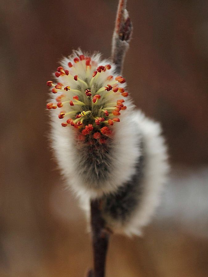 Изображение особи Salix lapponum.