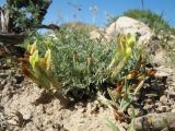 Astragalus dianthus. Цветущее растение. Южный Казахстан, Сырдарьинский Каратау, Юго-Восточный Каратау, горы Улькен Актау, долина р. Тамды, южн. склон мелкозёмных отложений. 25 апреля 2017 г.