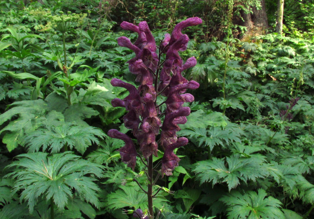 Image of genus Aconitum specimen.