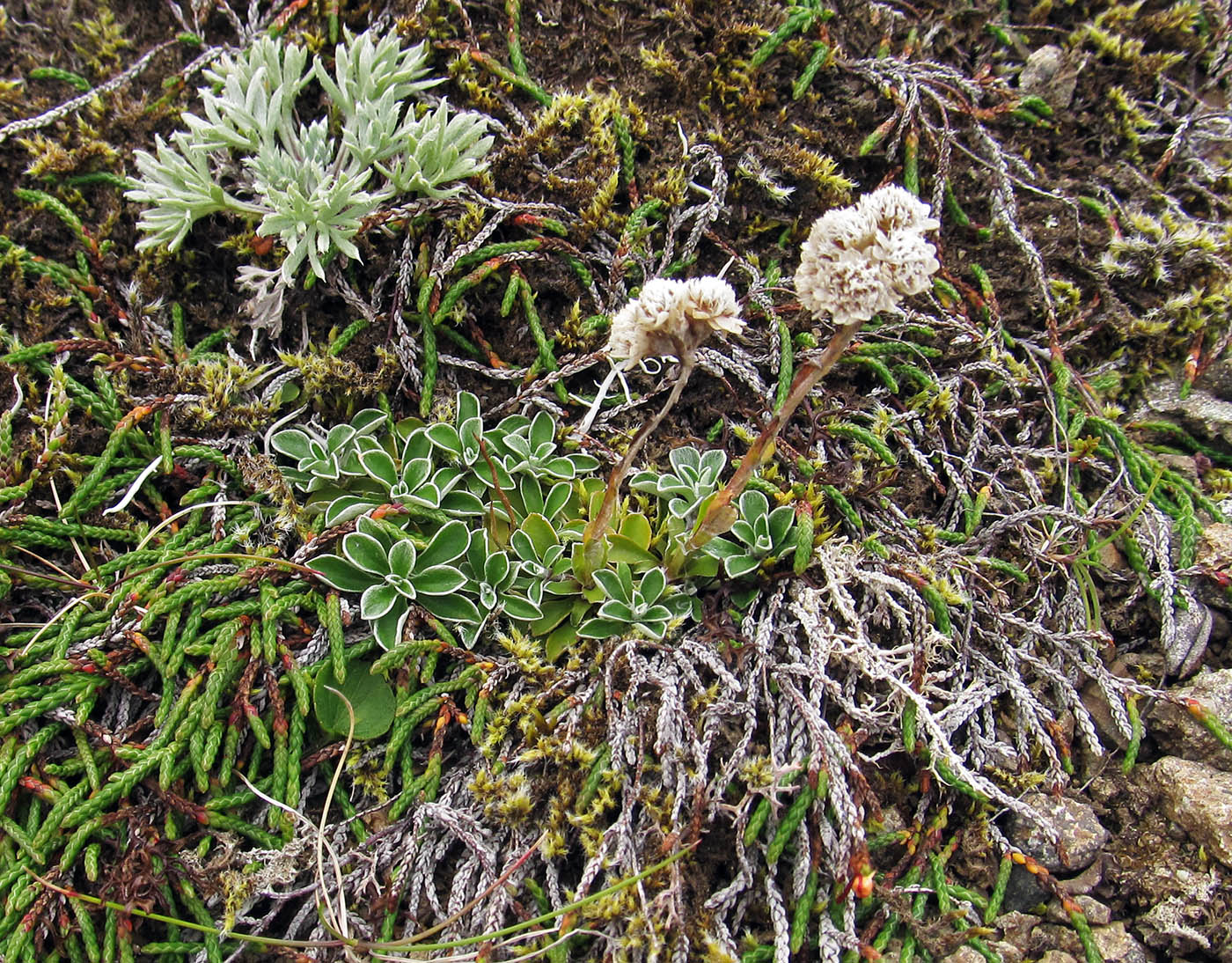 Изображение особи Antennaria dioica.