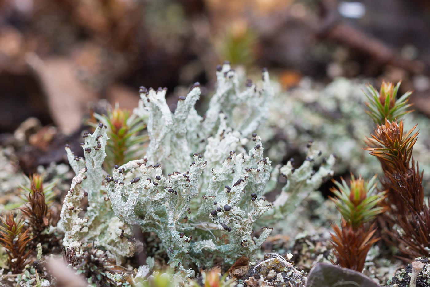 Image of Cladonia cariosa specimen.