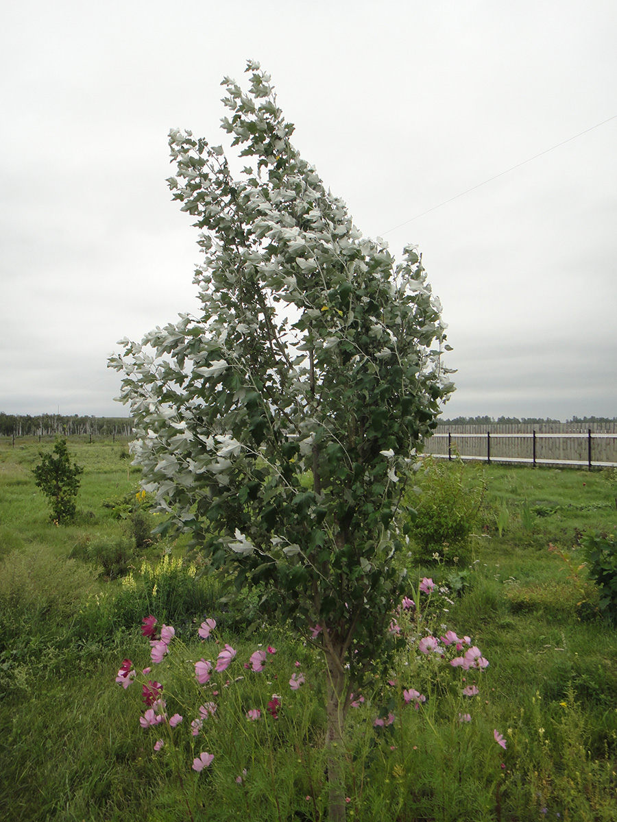 Изображение особи Populus alba.