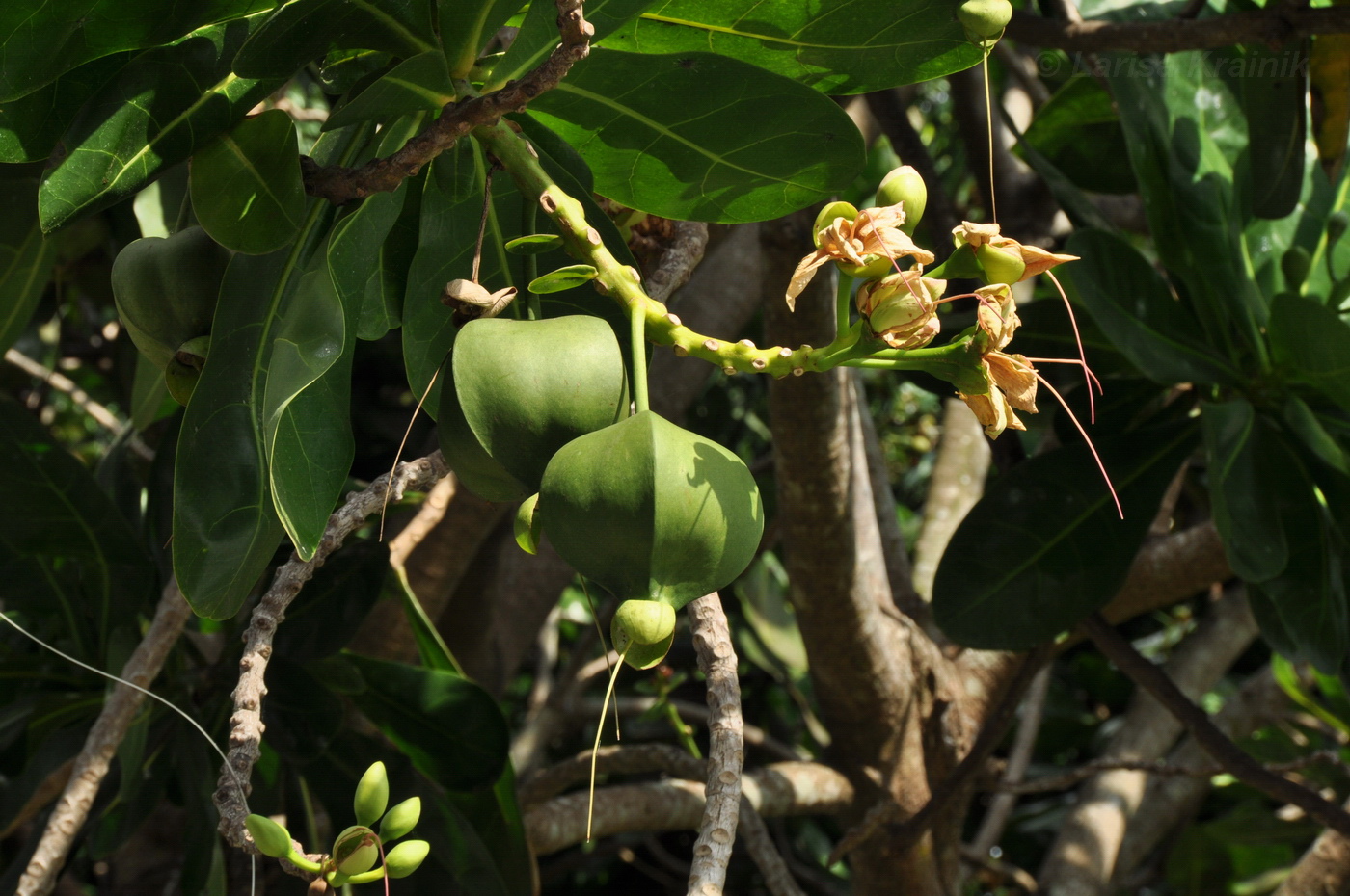 Image of Barringtonia asiatica specimen.