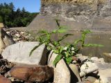 Persicaria lapathifolia. Цветущее растение. Краснодарский край, Абинский р-н, окр. станицы Эриванская, каменистый берег р. Абин. 09.08.2015.
