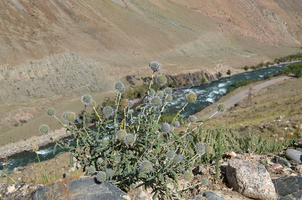 Изображение особи Echinops nanus.