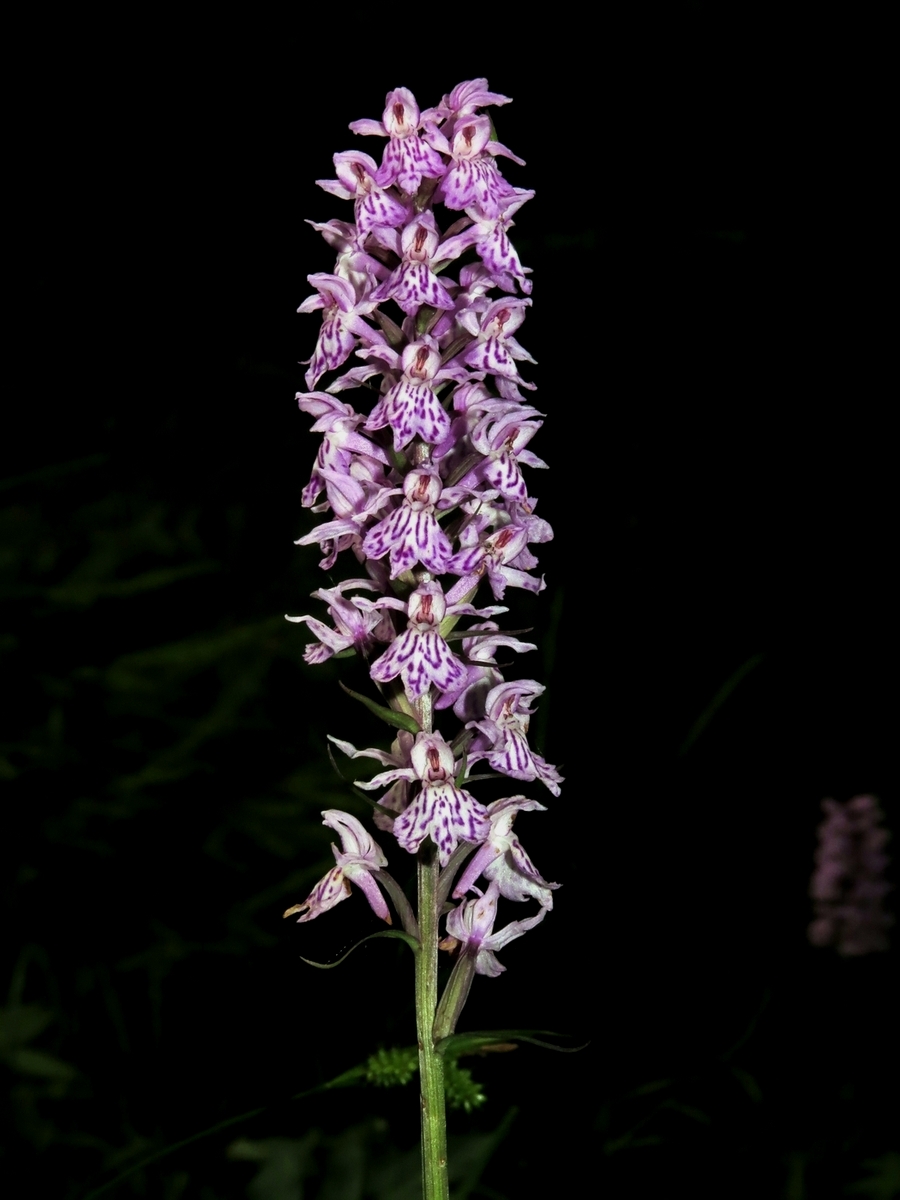 Изображение особи Dactylorhiza fuchsii.