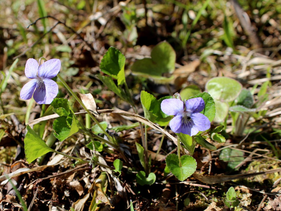 Image of Viola riviniana specimen.