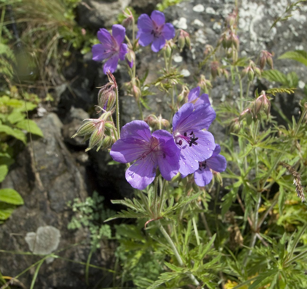 Image of Geranium kemulariae specimen.