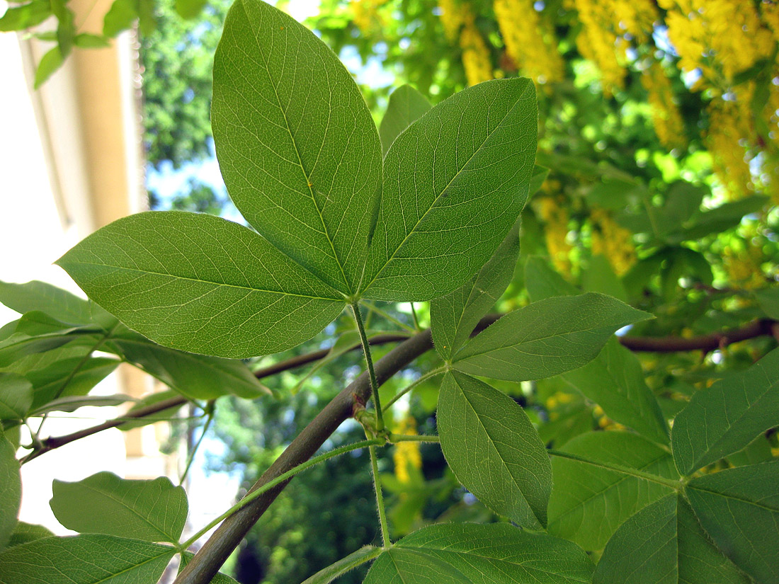 Изображение особи Laburnum alpinum.