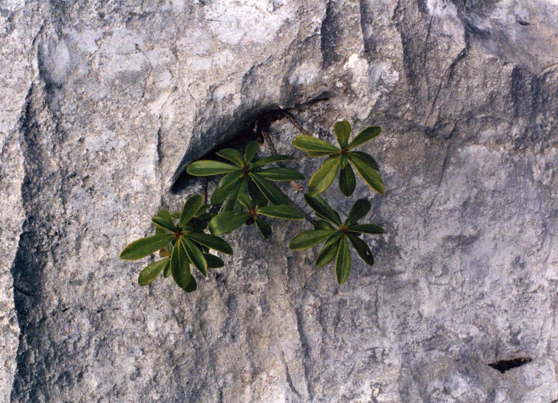 Image of Daphne circassica specimen.