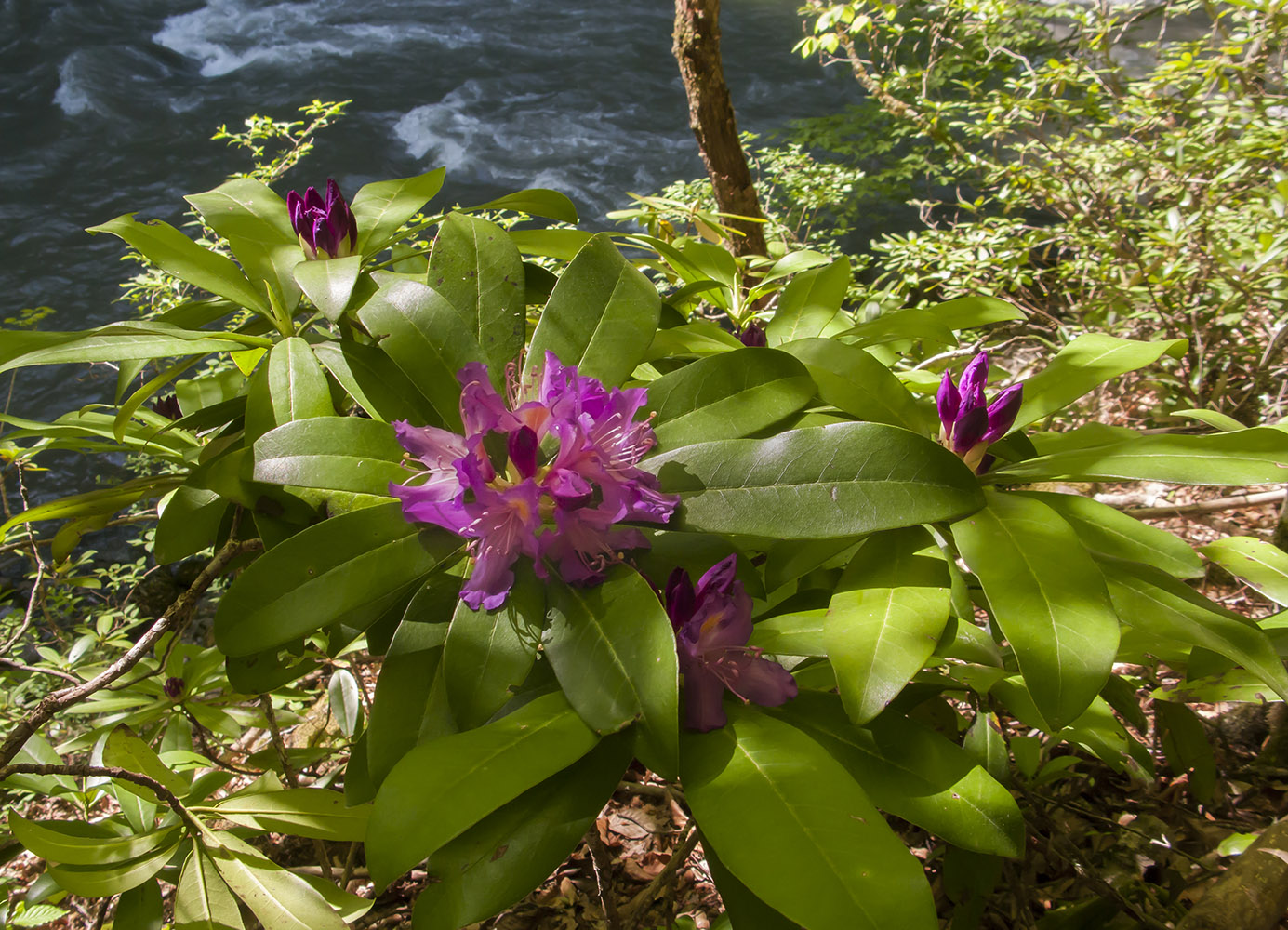 Изображение особи Rhododendron ponticum.