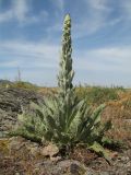 Verbascum songaricum. Бутонизирующее растение с отдыхающим жуком-листоедом. Южный Казахстан, Сырдарьинский Каратау, горы Улькунбурултау, ≈ 900 м н.у.м., степной участок на каменистом плато. 10 мая 2018 г.