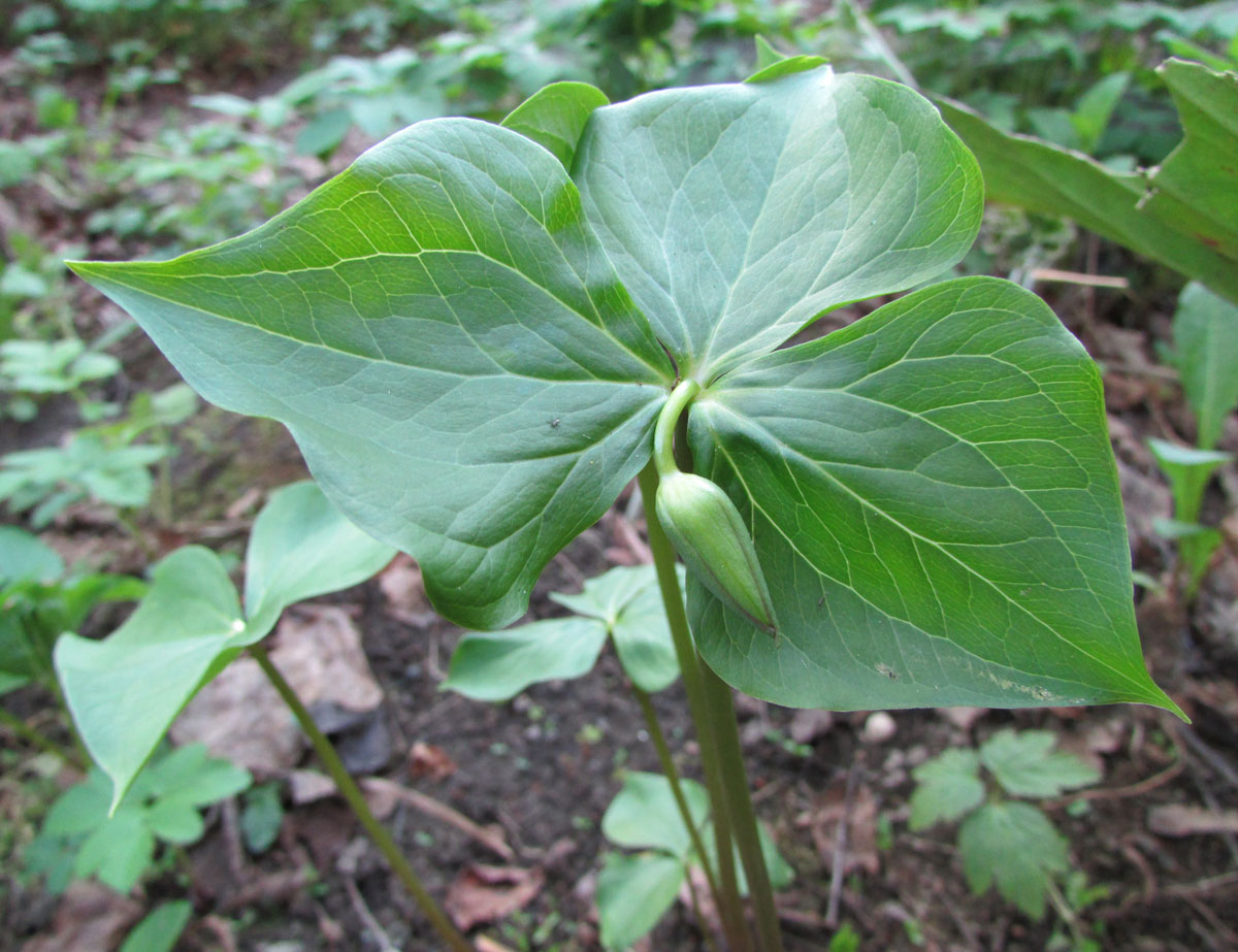 Image of Trillium rugelii specimen.