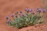 Astragalus petraeus