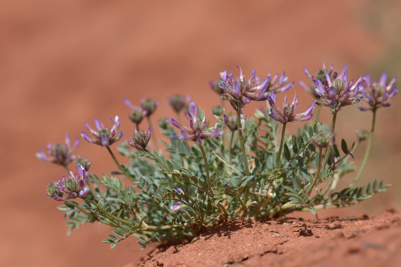 Изображение особи Astragalus petraeus.