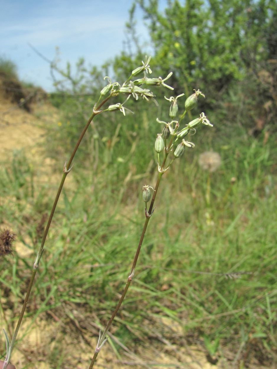 Изображение особи Silene cyri.