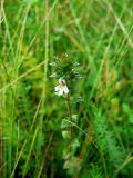 genus Euphrasia