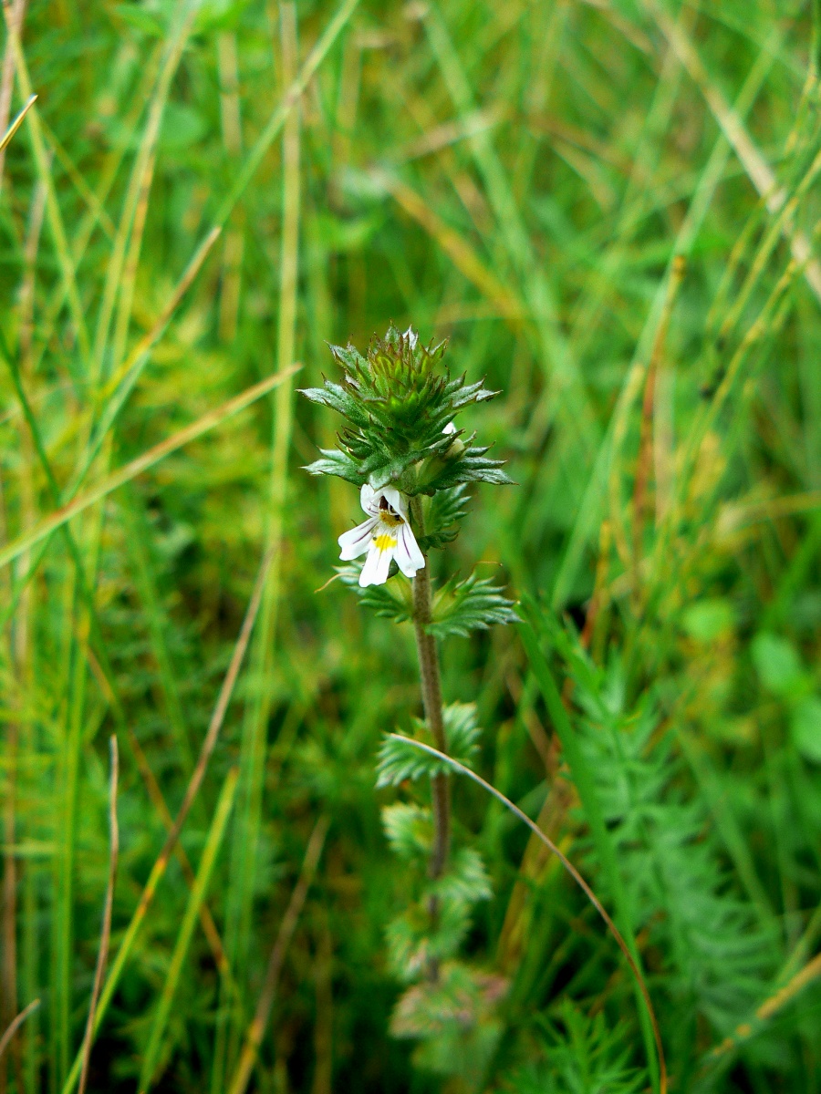 Изображение особи род Euphrasia.