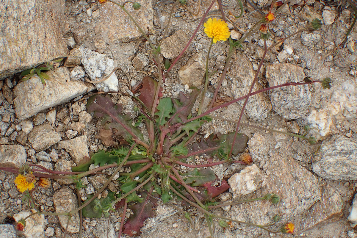 Image of Crepis neglecta ssp. graeca specimen.