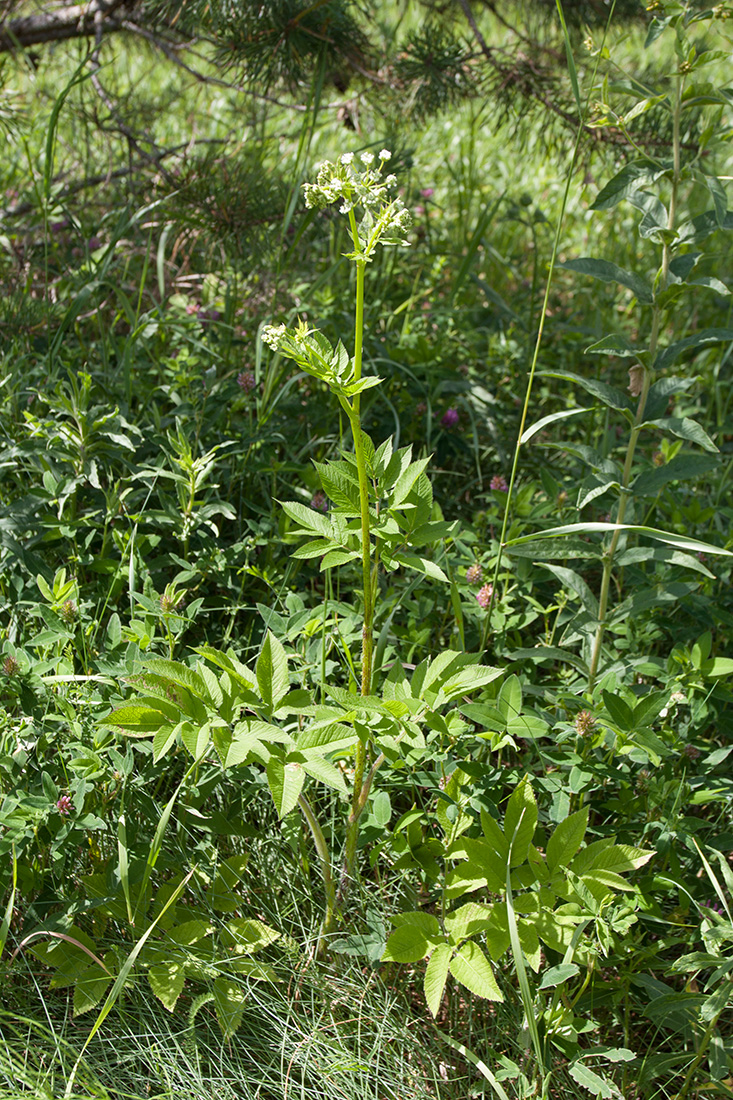 Изображение особи Chaerophyllum aromaticum.