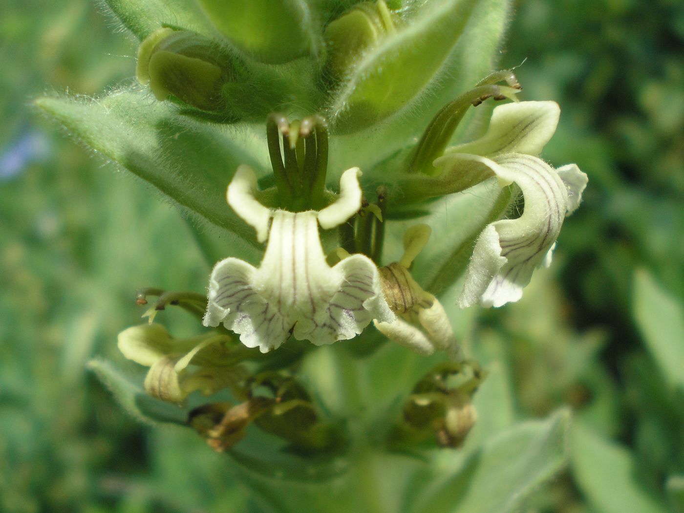 Image of Ajuga laxmannii specimen.