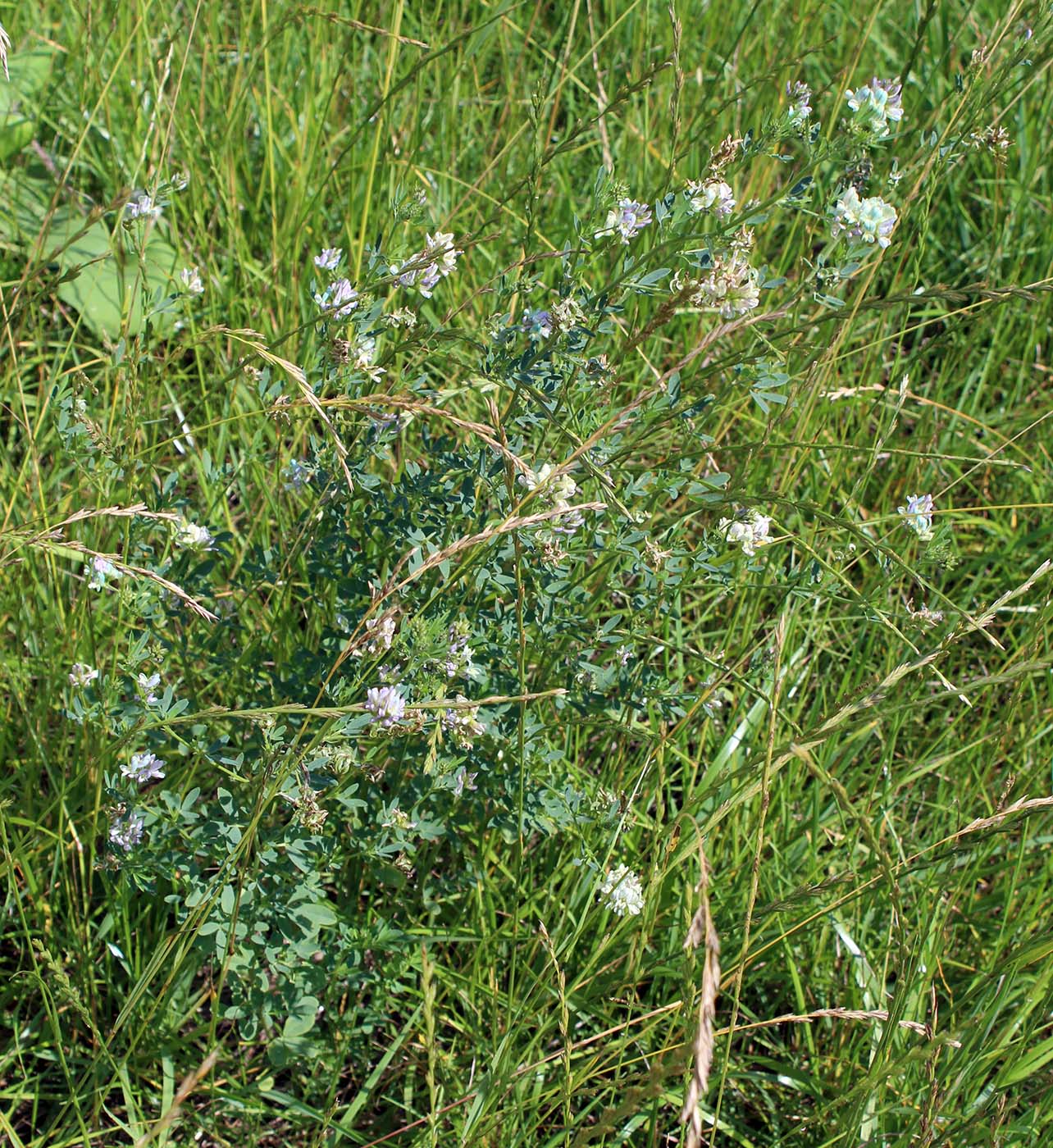 Image of Medicago &times; varia specimen.