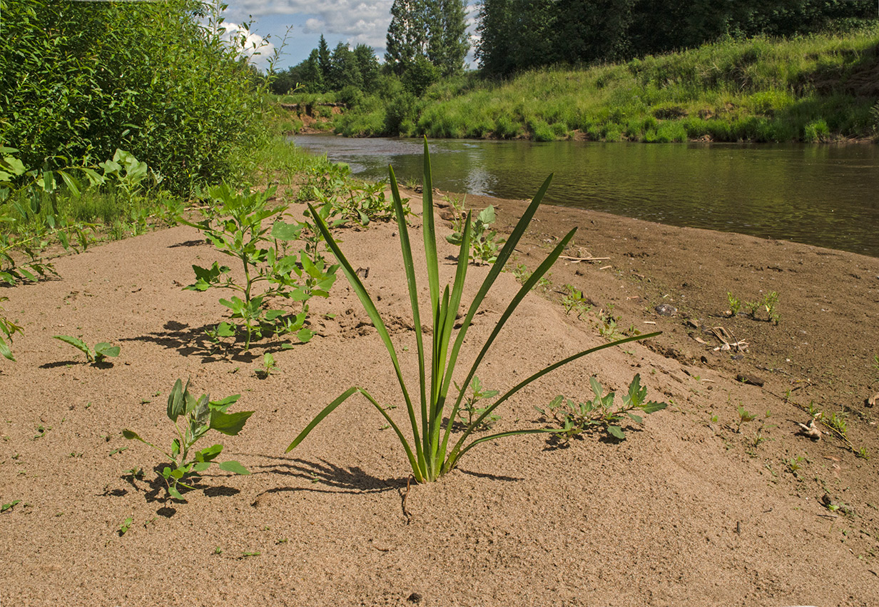 Image of genus Sparganium specimen.