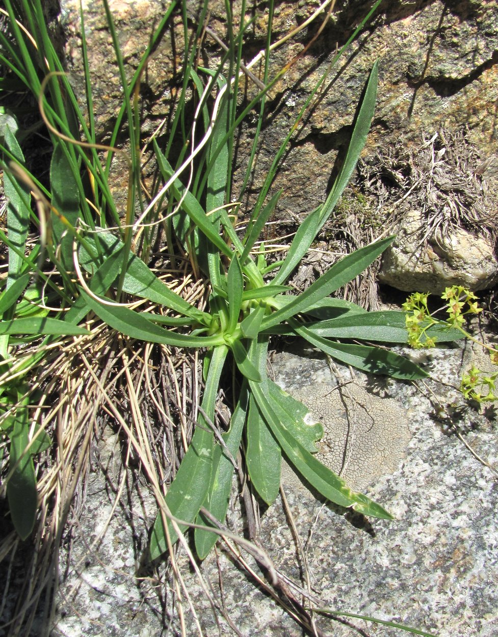 Image of Silene lychnidea specimen.