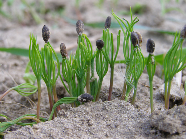 Изображение особи Pinus sylvestris.