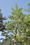 Ficus carica