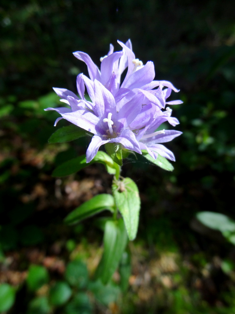 Image of Campanula glomerata specimen.