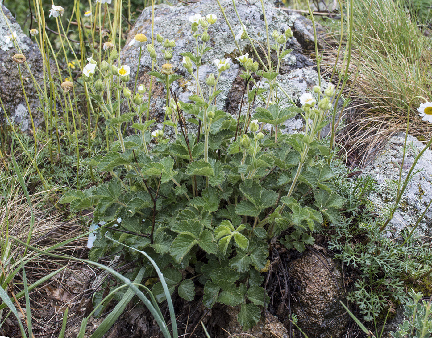 Изображение особи Potentilla foliosa.