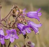 Campanula sibirica. Цветки. Башкортостан, Учалинский р-н, Ильчигуловский сельсовет, окр. дер. Мулдашево, хр. Нурали, каменистый склон, ≈ 700 м н.у.м. 7 сентября 2018 г.