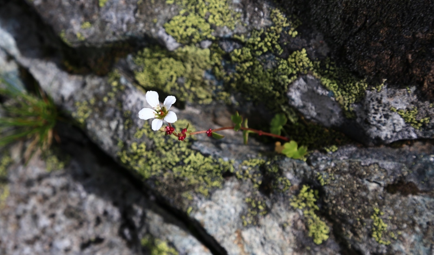 Image of Saxifraga cernua specimen.