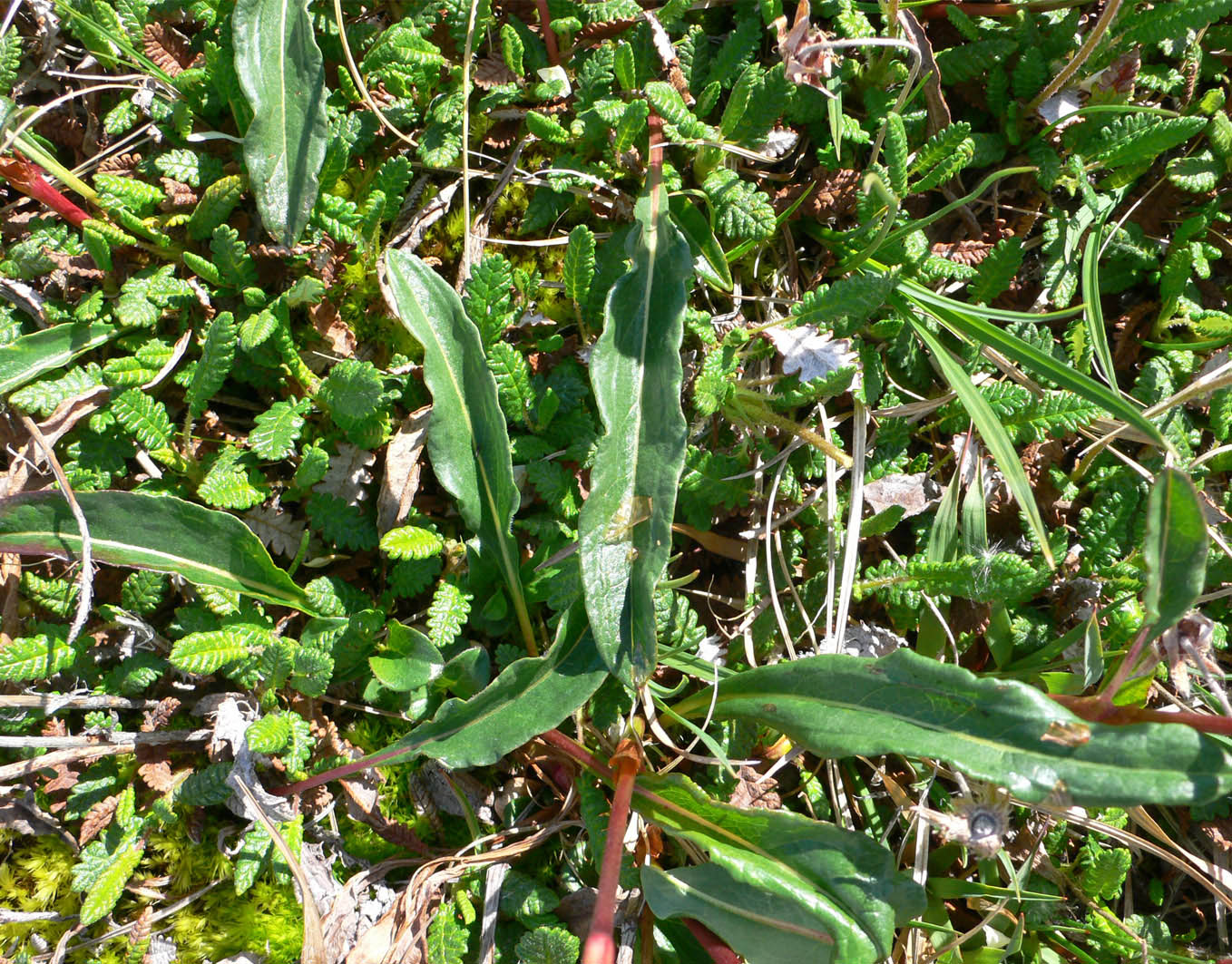 Изображение особи Bistorta officinalis.