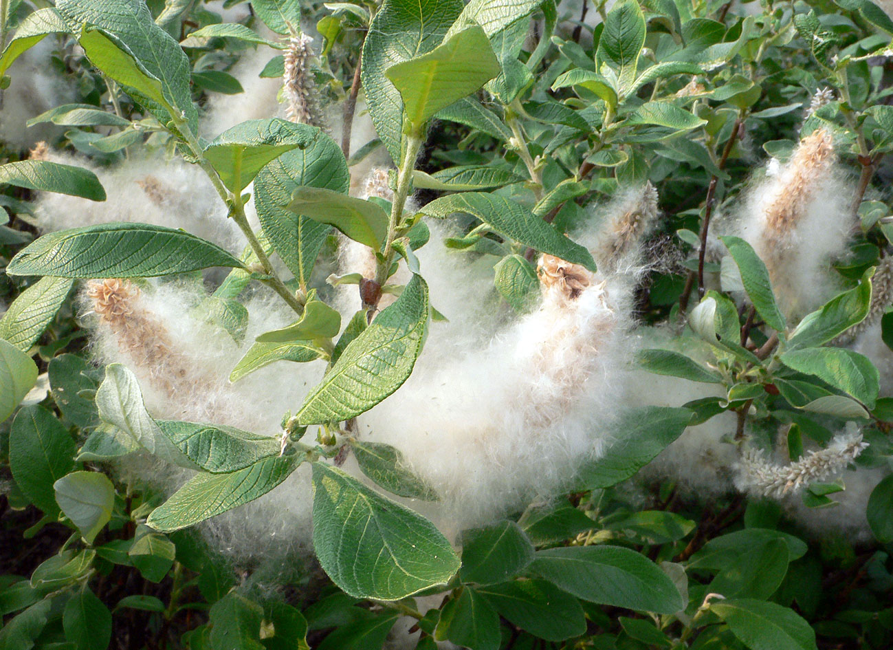 Image of Salix krylovii specimen.