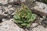 Rosularia glabra