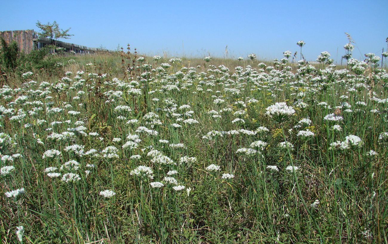 Image of Allium ramosum specimen.