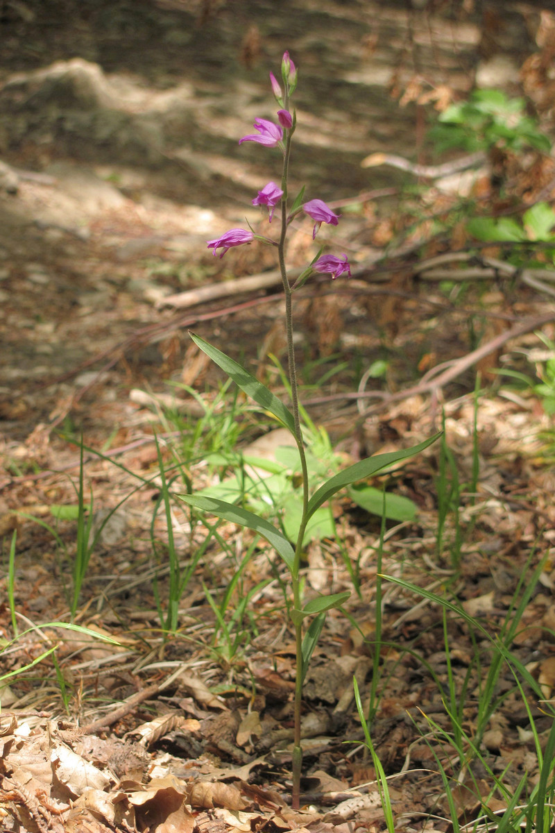 Image of Cephalanthera rubra specimen.