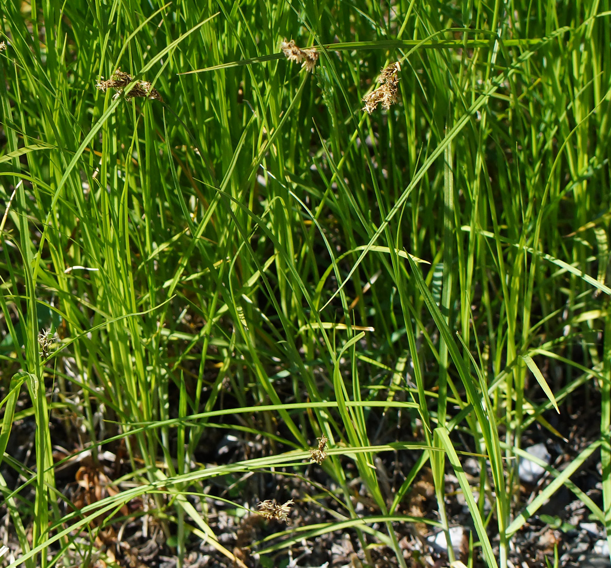 Image of Carex praecox specimen.