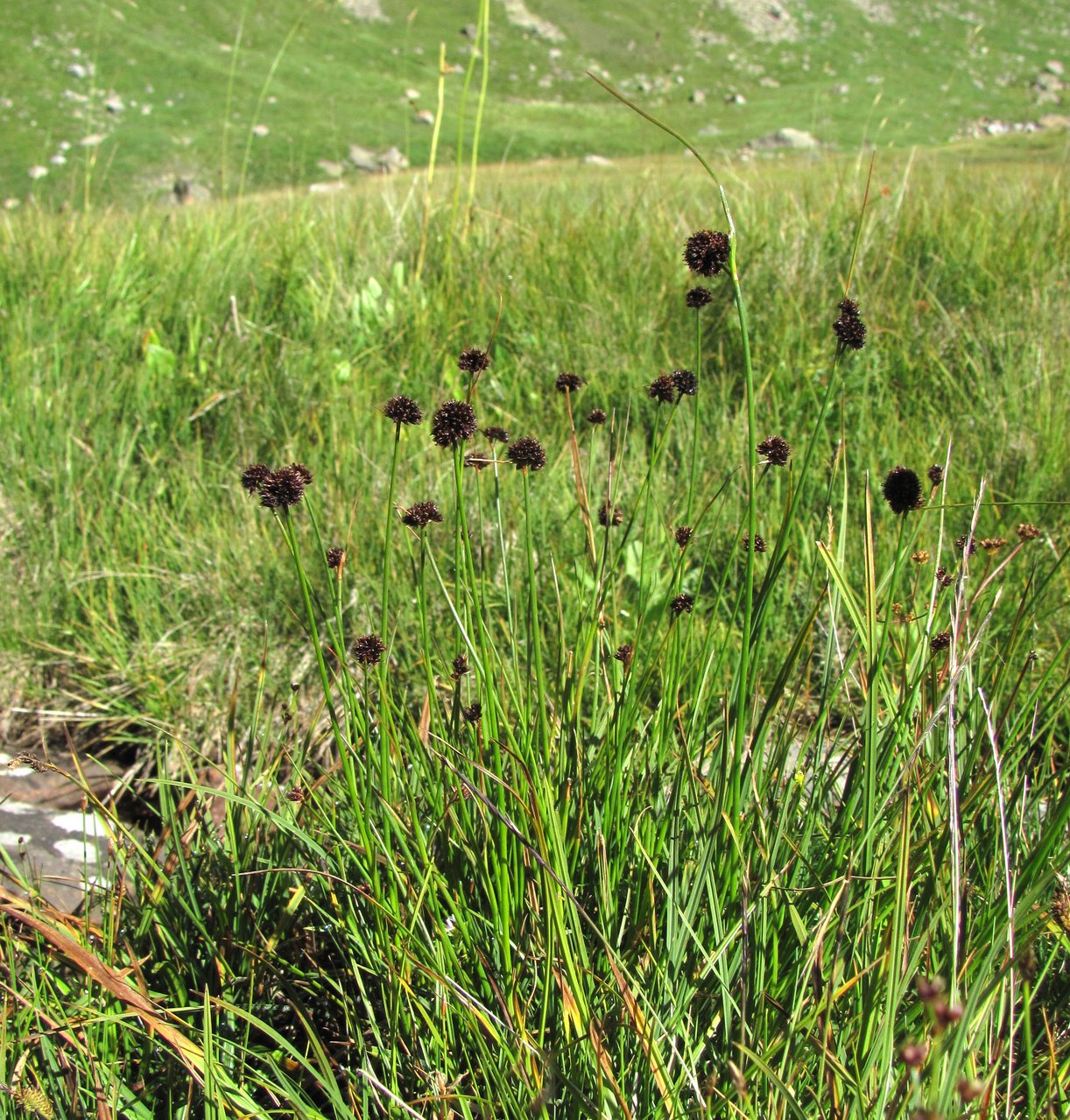 Изображение особи Juncus alpigenus.