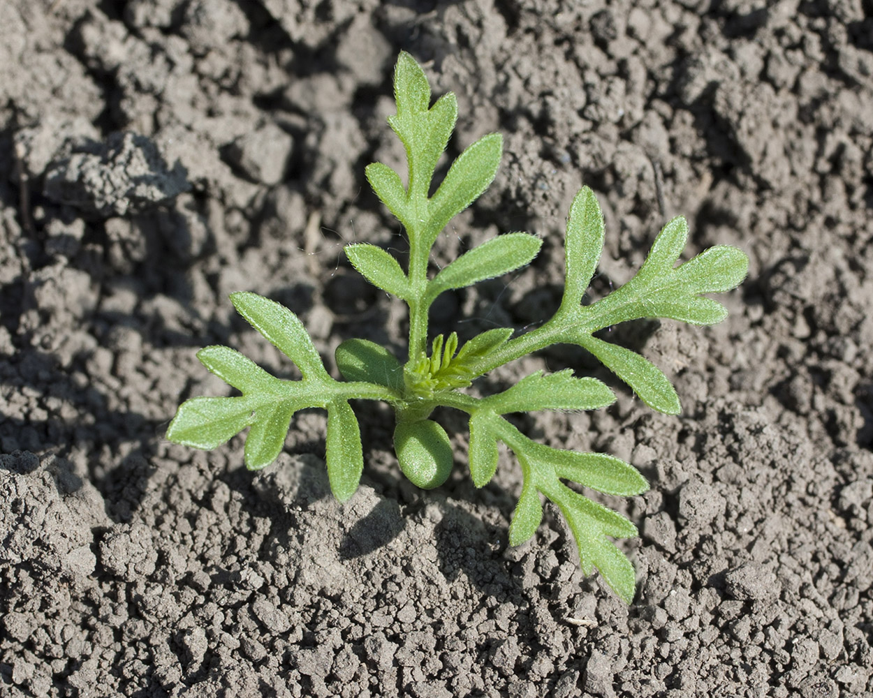 Image of Ambrosia artemisiifolia specimen.