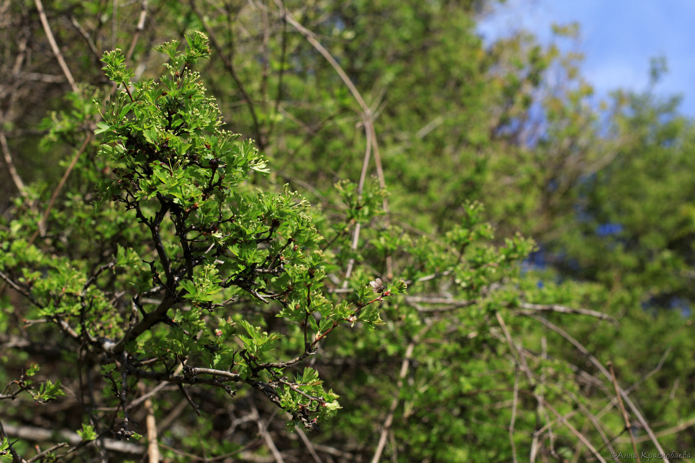 Image of genus Crataegus specimen.