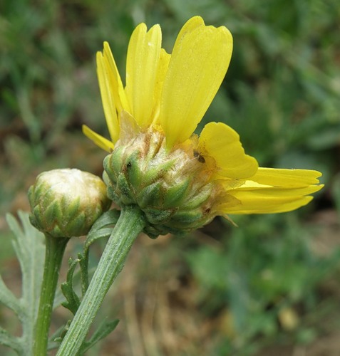 Image of Glebionis coronaria specimen.