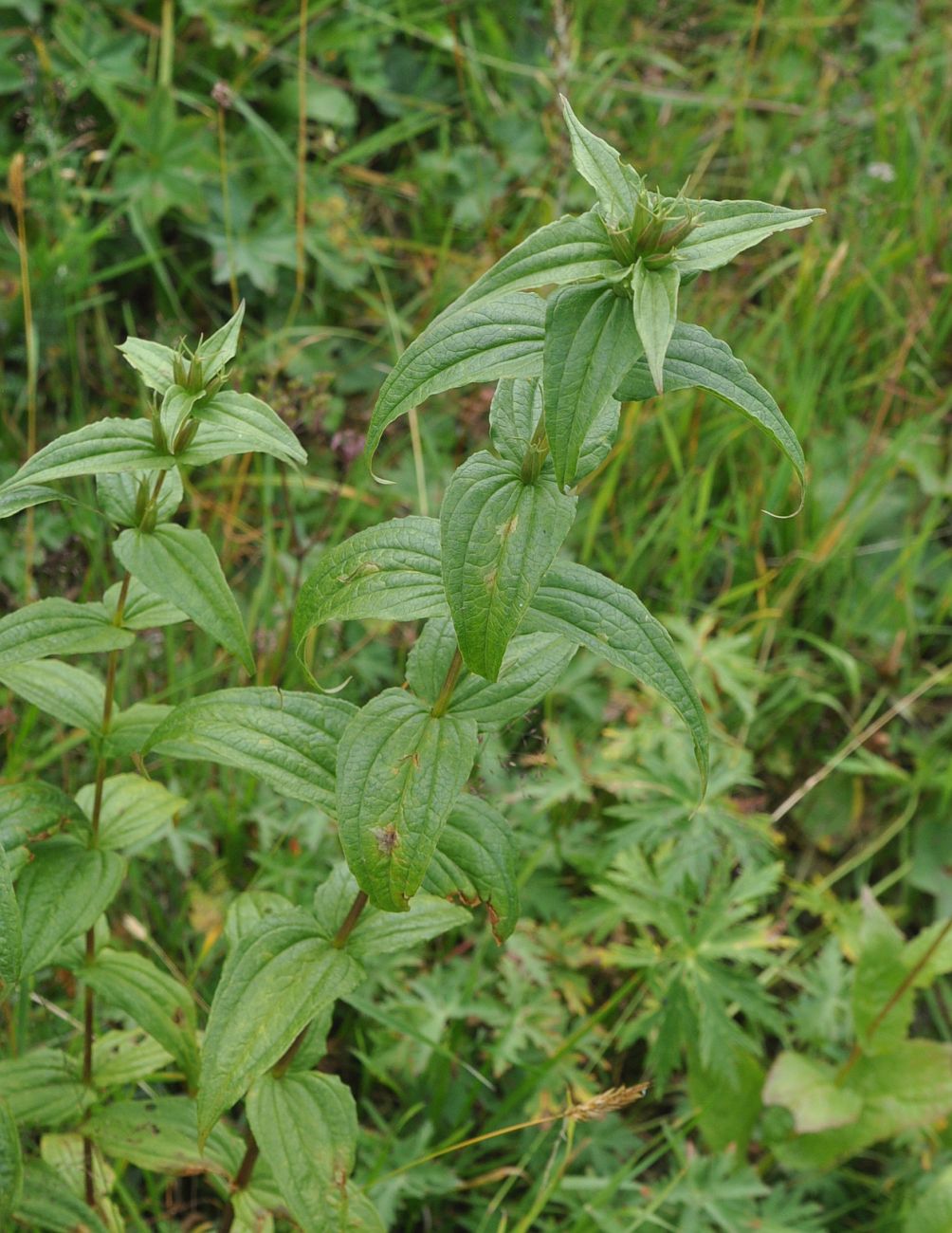 Image of Gentiana schistocalyx specimen.