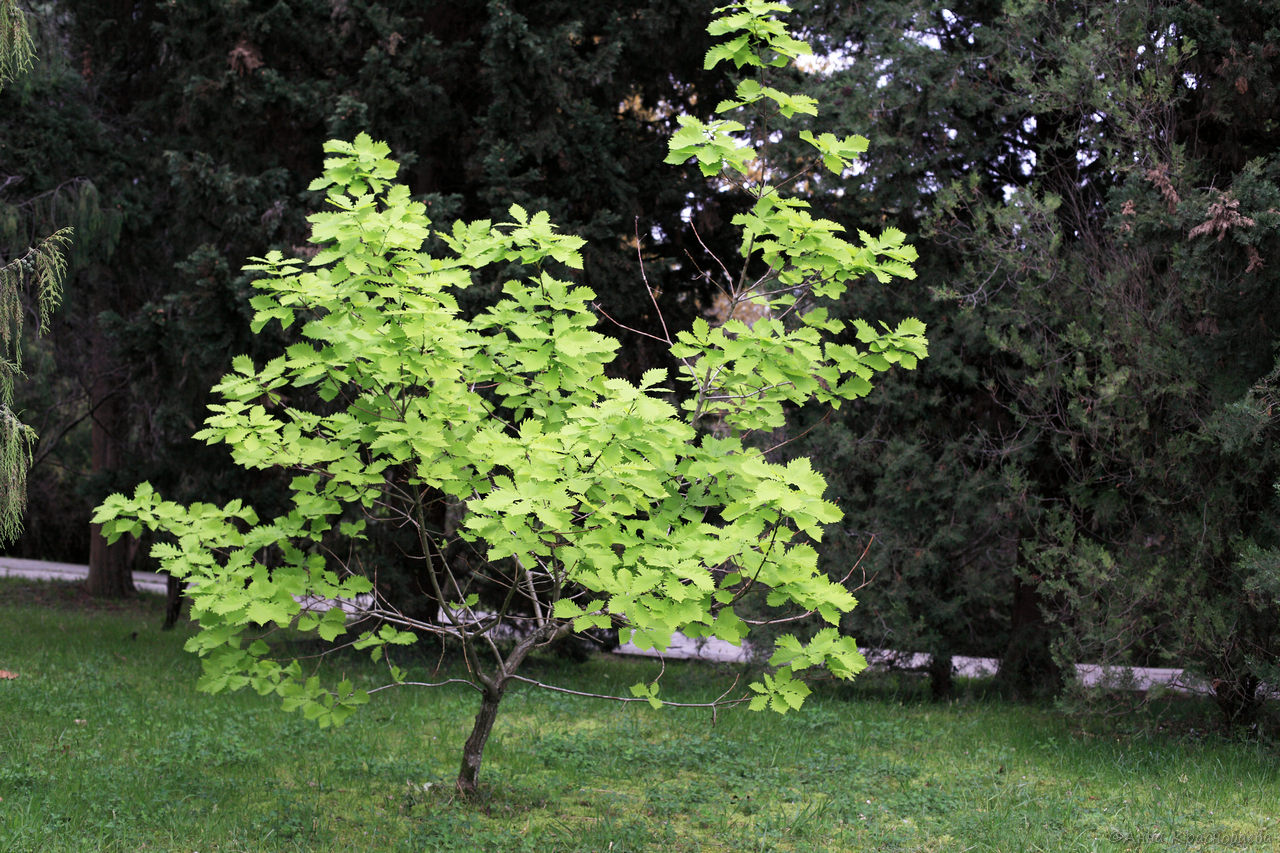 Image of genus Quercus specimen.