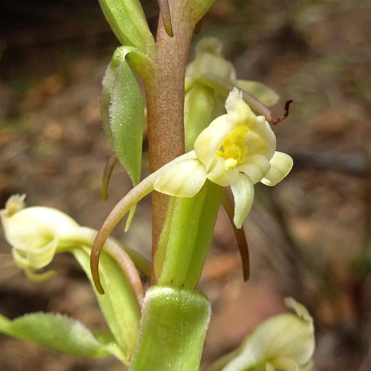 Image of Satyrium odorum specimen.